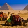 24-cammelli-con-piramidi-in-sfondo-1462777997